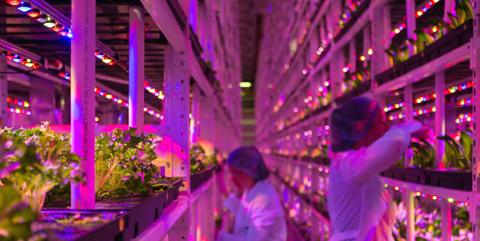 Como a produção urbana e as novas tecnologias irão moldar o futuro da agricultura