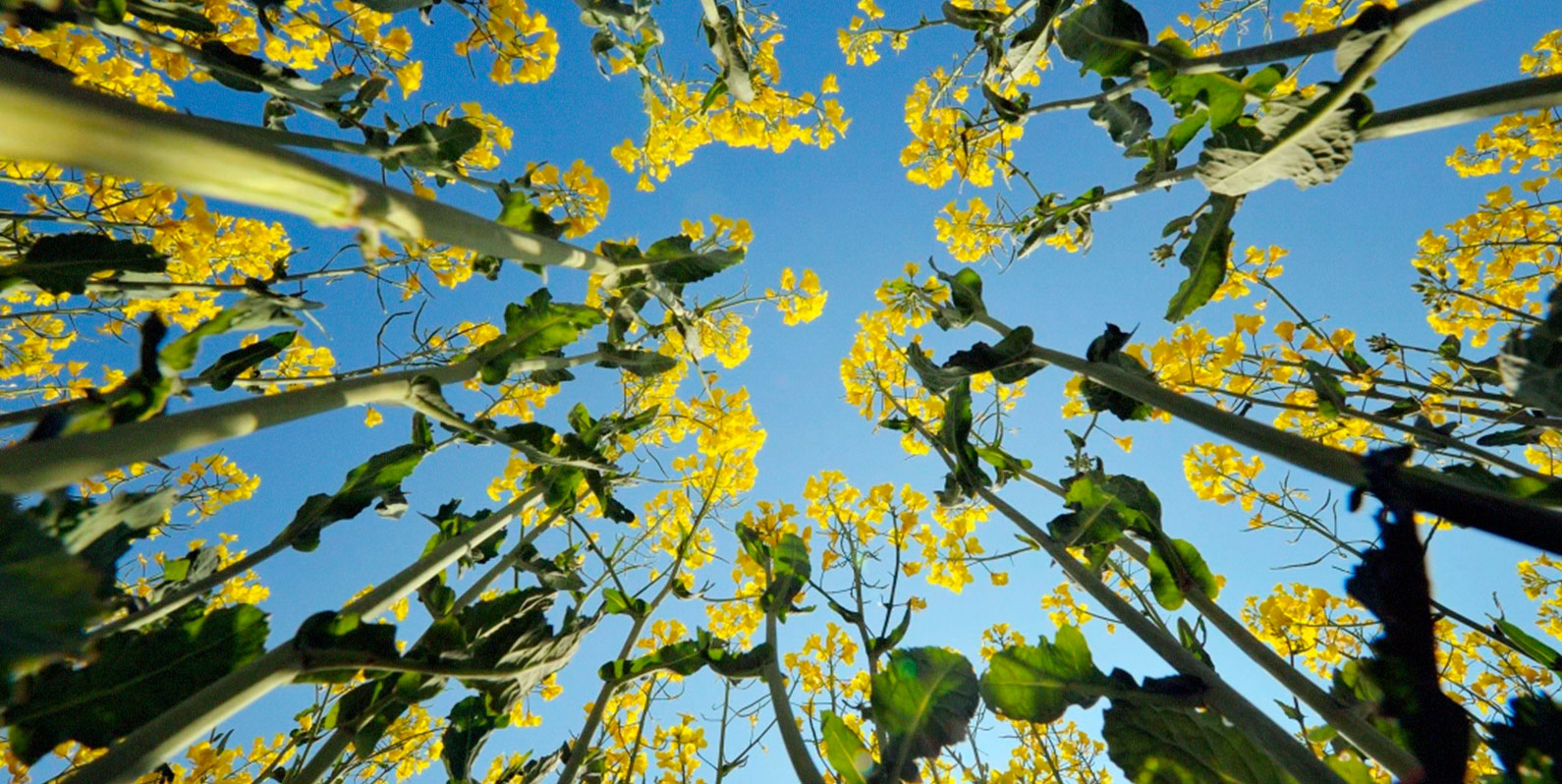 O calor é ruim para a saúde das plantas; saiba como a edição genética pode ajudar