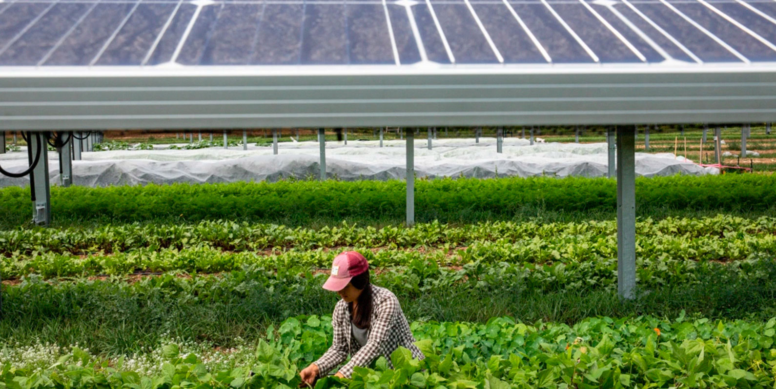 A mais nova safra encontrada na fazenda: painéis solares